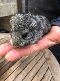 Cucciolo di cincillà