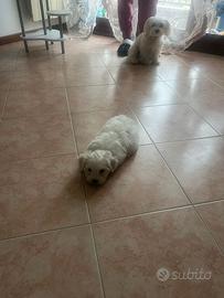 Bichon maltese