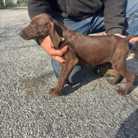 Cuccioli di bracco tedesco