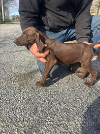 Cuccioli di bracco tedesco