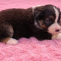 Cuccioli pastore australiano