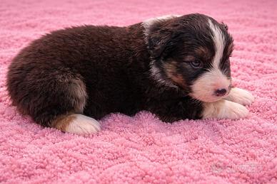Cuccioli pastore australiano