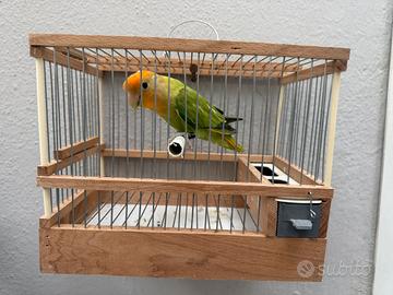 Inseparabile opalino verde