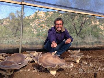 Balle di funghi cardoncelli shiitake pleurotus bio