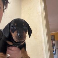 Cane bassotto