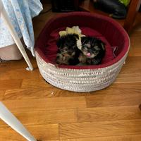 Cucciole di Yorkshire Toy