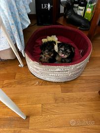 Cucciole di Yorkshire Toy