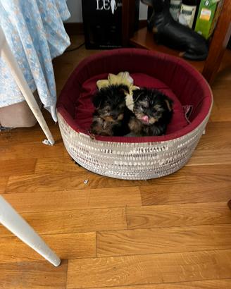 Cucciole di Yorkshire Toy