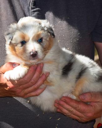 Cuccioli di pastore australiano