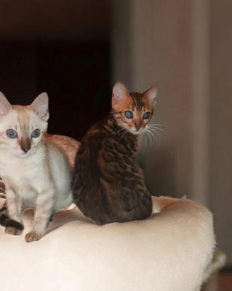 Cuccioli gatto Bengala