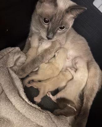 Dolci gattini di tipo Siamese Thai Blue Point