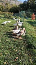 Coppia Oche cignoidi maschi e oche bianche