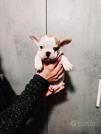 Bulldog Francese allevamento