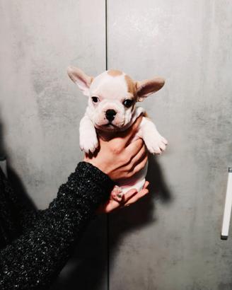 Bulldog Francese allevamento