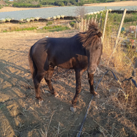 Cavallino americano