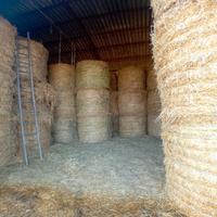 Ruota di fieno da 300 - 320 kg erba medica