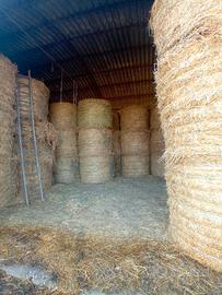 Ruota di fieno da 300 - 320 kg erba medica