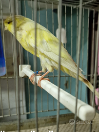 Canarini Persian Rasmi