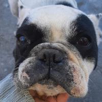 Bulldog francese