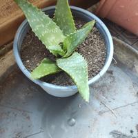 Piantine di Aloe Vera