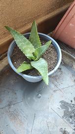Piantine di Aloe Vera