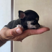 Chihuahua