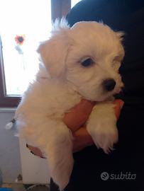 Maltipoo