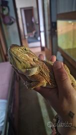 Drago barbuto (Pogona)