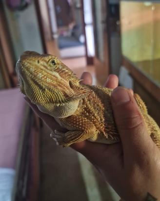Drago barbuto (Pogona)