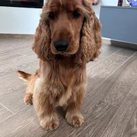 Cocker Spaniel per monta