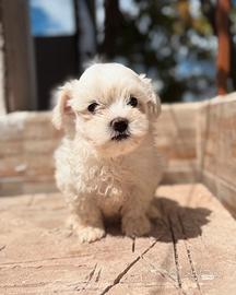 Cucciolo di maltese coreano bianco