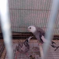 Calopsite coppie gia formate