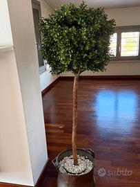 BOSSO FINTO (VERO) alberello