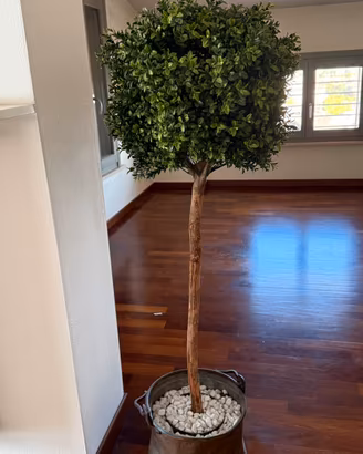 BOSSO FINTO (VERO) alberello
