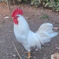 Gallo Livornese