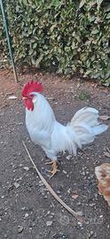 Gallo Livornese