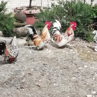 Coppia di polletti nani da giardino
