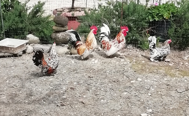 Coppia di polletti nani da giardino