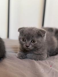 Gatti Scottish fold/straight