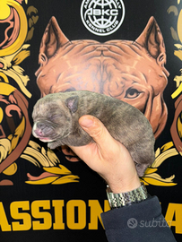 American bully