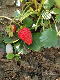 Fragole