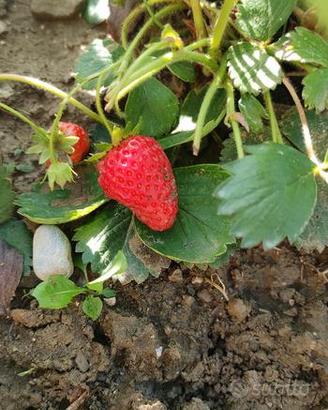 Fragole