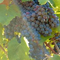 Uva da vino