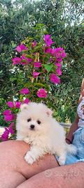 Spitz pomerania