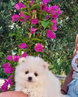 Spitz pomerania