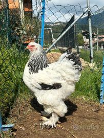 Brahma argento columbia nero