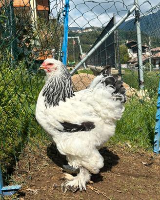 Brahma argento columbia nero
