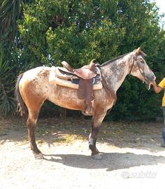 Appaloosa uruguaiano