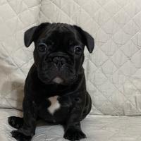 Bulldog francese