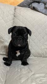 Bulldog francese